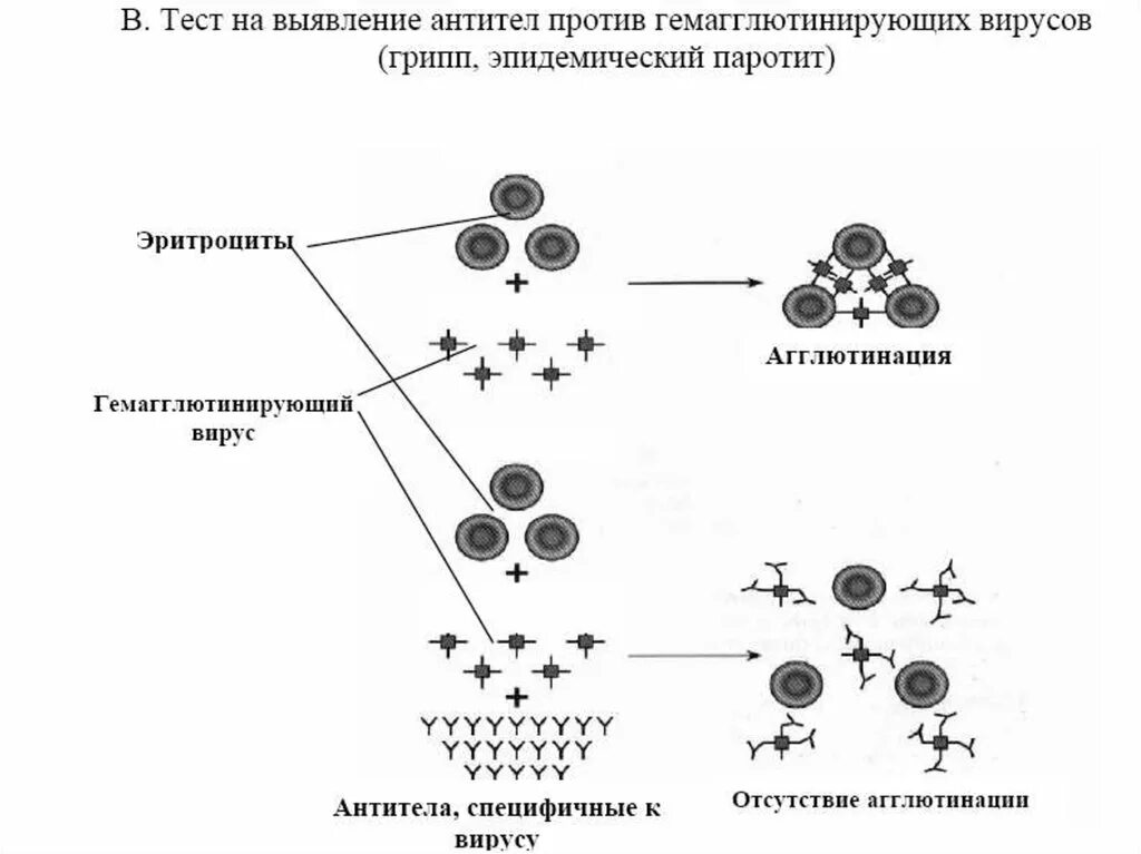 Тест на 3 вируса. Агглютинация схема. агглютинация вирусных частиц. агглютинация и преципитация. реакция нейтрализации вируса гриппа.