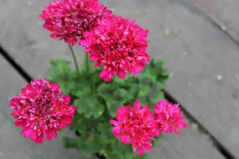 Пеларгония лотта