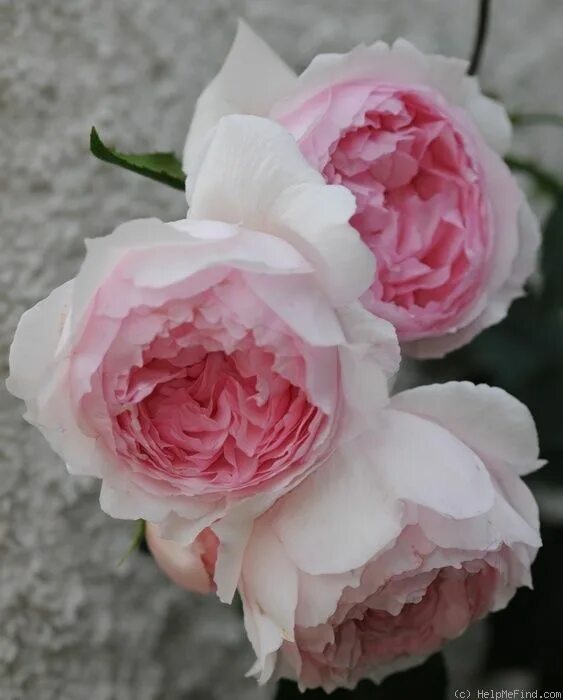 Зе веджвуд роуз (the wedgwood rose). Веджвуд роуз. Веджвуд роуз. Веджвуд роуз. Дэвид остин.