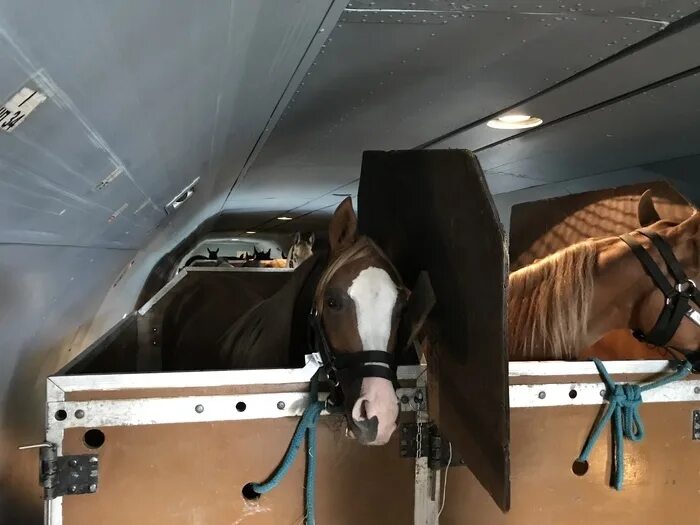 مسلمة تونسية Horses, Dressage horses, Arabian horse