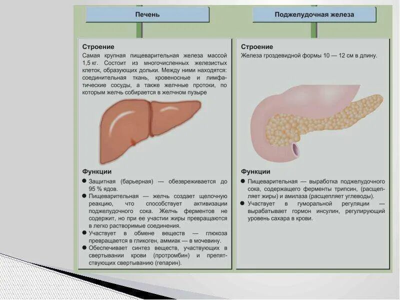 Пищеварительная железа выполняющая барьерную функцию. Пищеварение в желудке и кишечнике. Пищеварение в желудке и кишечнике печень и ее роль в организме. Таблица по пищеварению в желудке и кишечнике. Самая крупная пищеварительная железа поджелудочная.