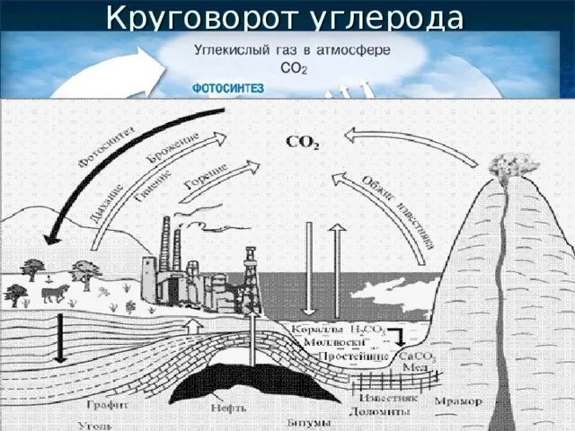 Схема круговорота углекислого газа. Антропогенное влияние на круговорот углерода. Круговорот углерода в биосфере. Круговорот углерода в природе. Круговорот углерода в биосфере схема.