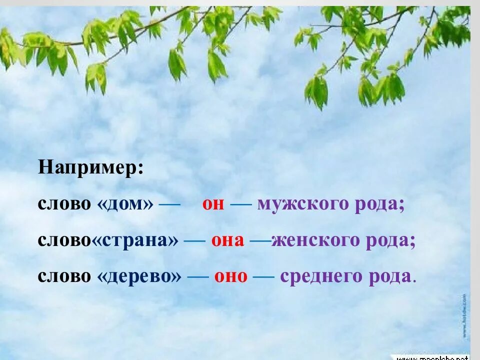 Род слова урок. Деревья женского рода названия. Дерево среднего рода название. Дерево мужского рода название. Слово например.