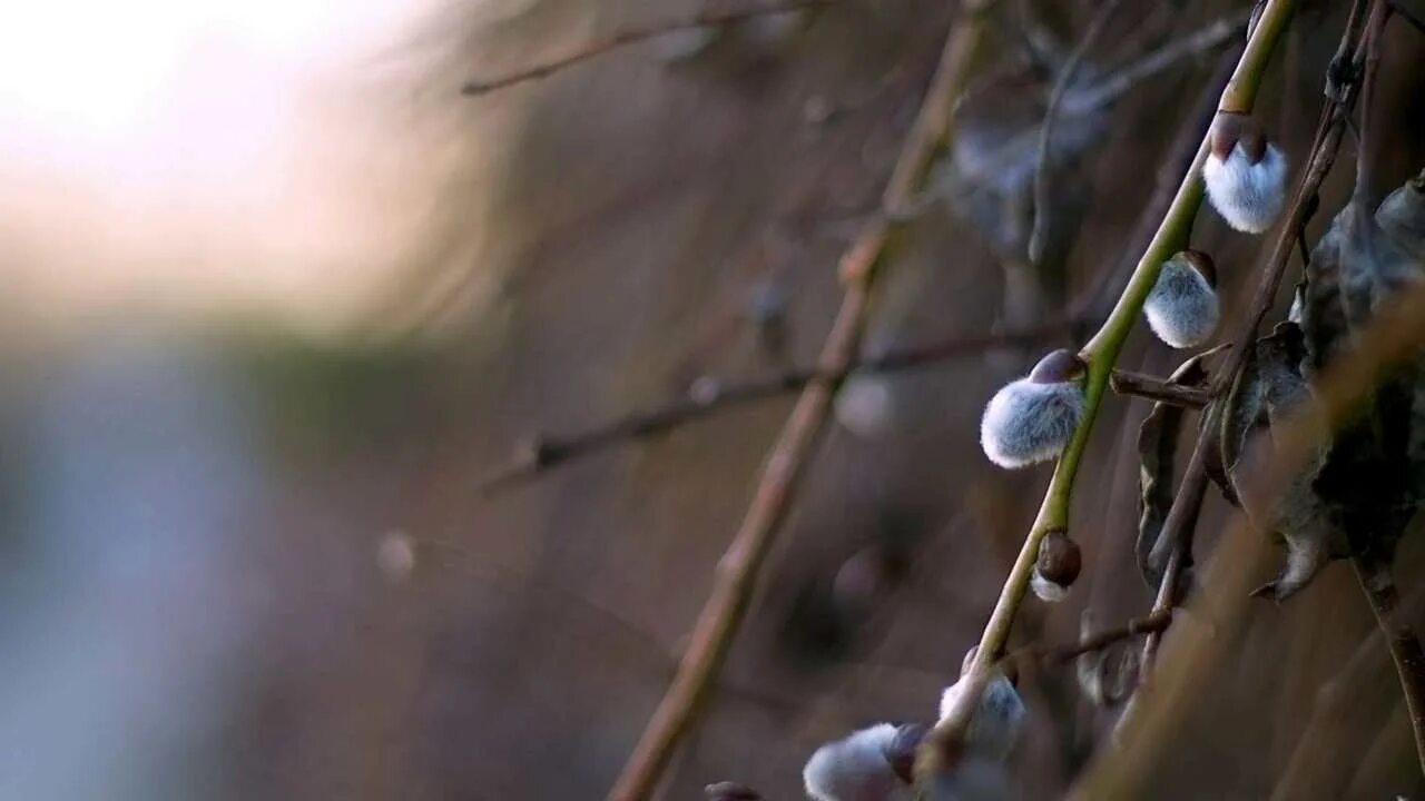 Звуки весенней капели. Весенняя капель. Звук весенней капели. Капель весной. Звуки весенней капели.
