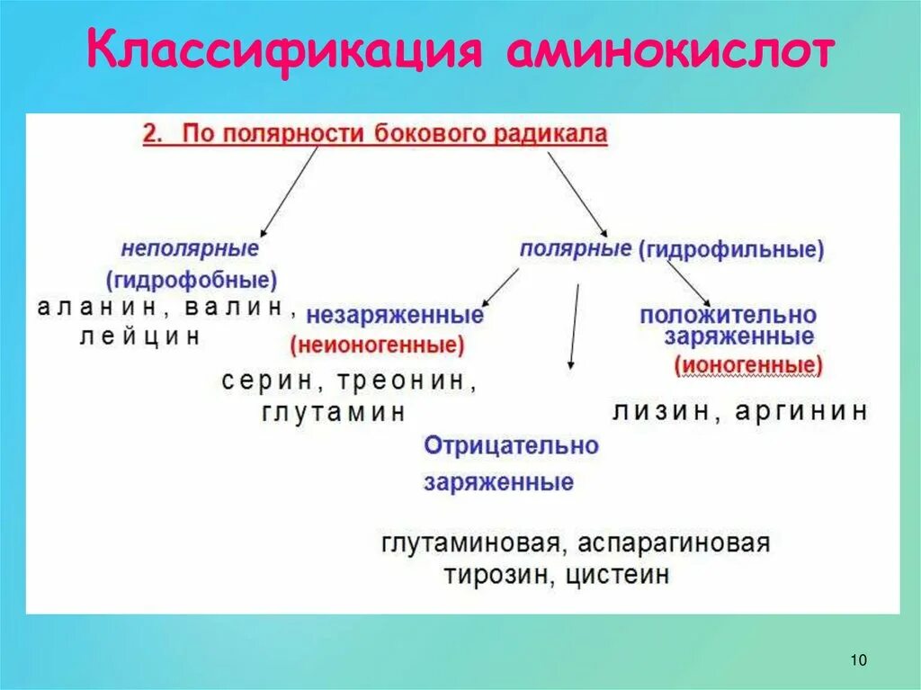 Гидрофобные радикалы повернуты внутрь. Классификация аминокислот по строению радикала. Классификация радикалов аминокислот. Полярность радикалов аминокислот. Классификация аминокислот по полярности радикалов.