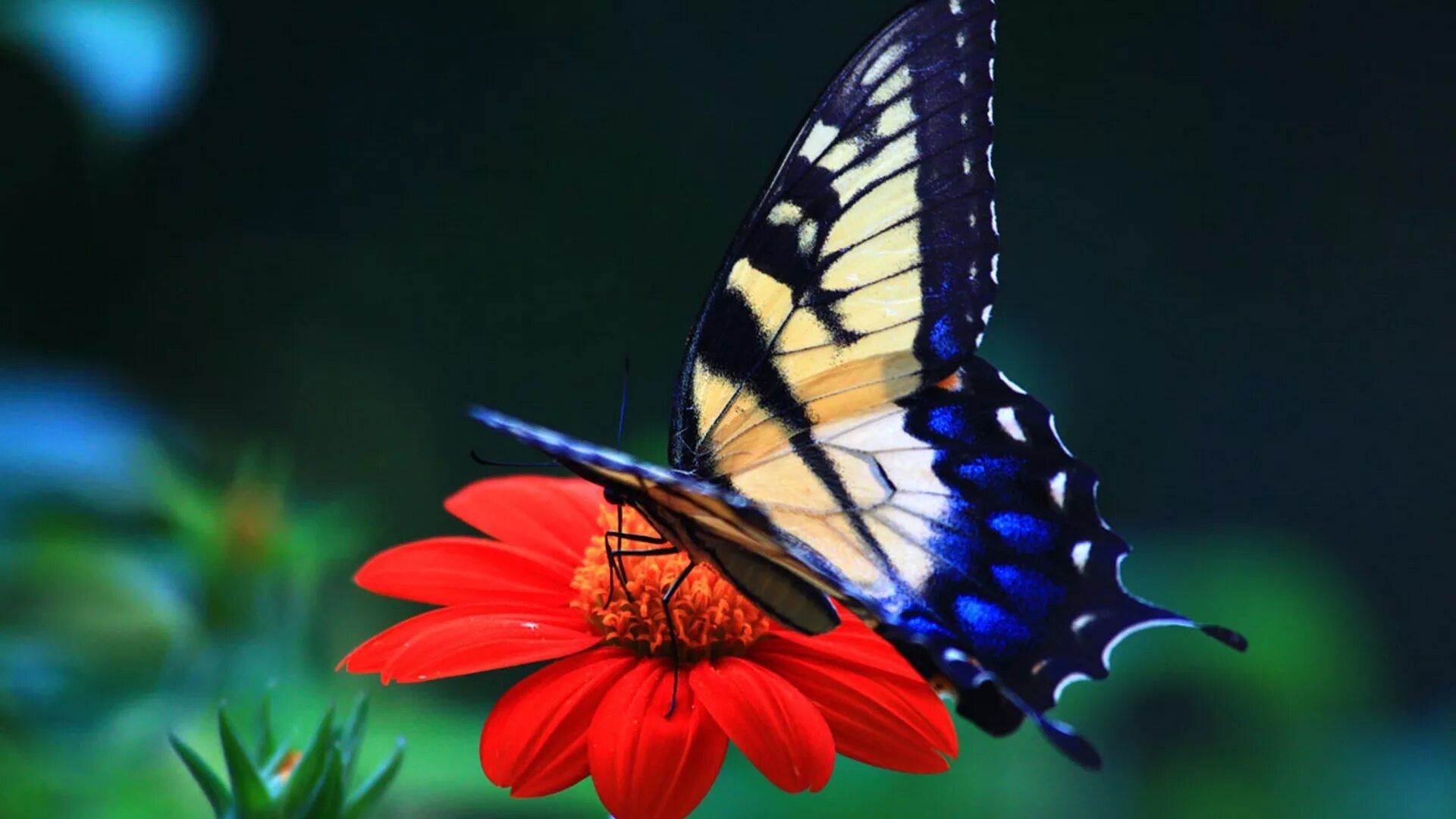 Бабочки на весь экран. Бабочки. Бабочка на цветке. Обои с бабочками. Синяя бабочка на цветке.