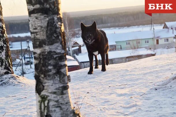 Печора собаки. Южноуральск овчарка. Очень толстая собака на ярославском вокзале. Собака мона 31. Собаки печора.