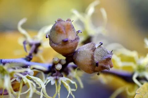 Haze fruit