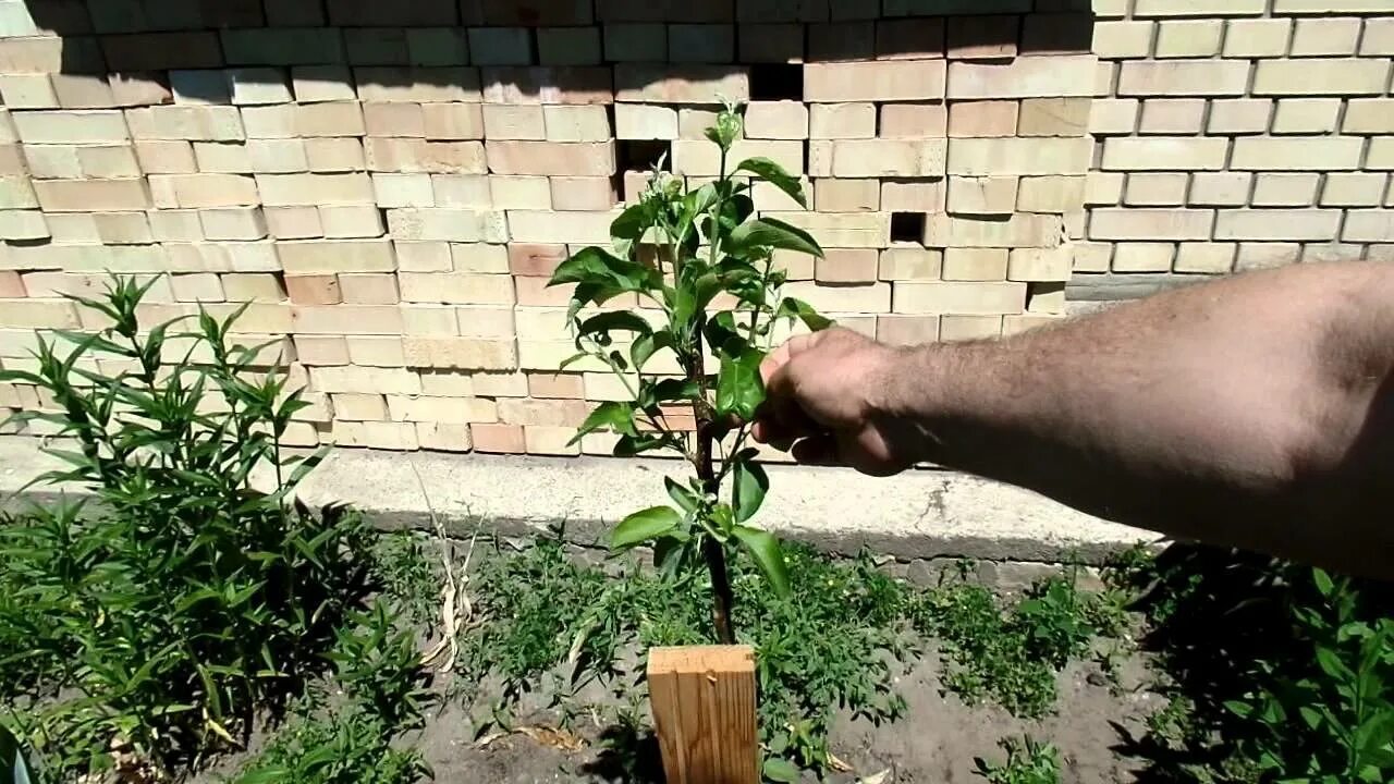 Видео колоновидных яблонь. Саженец колоновидной яблони. Формировка колоновидные яблони. Посадка саженца яблони колоновидной.