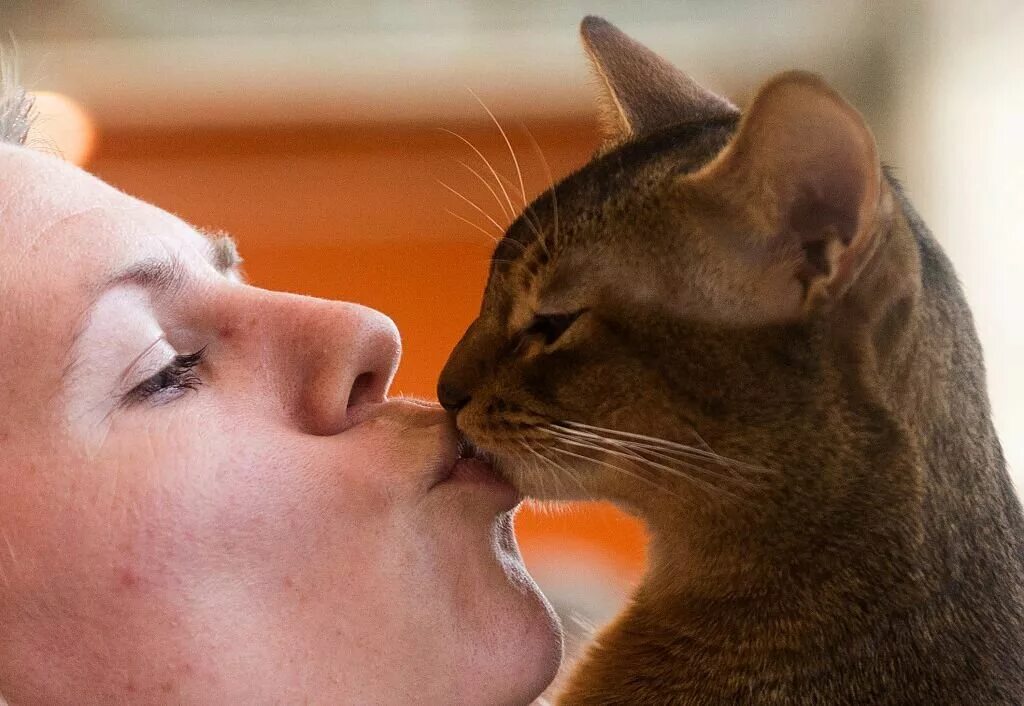 Животные любят женщин. Кот целует. Кошки любовь. Кошка и хозяин. Кошачий поцелуй.