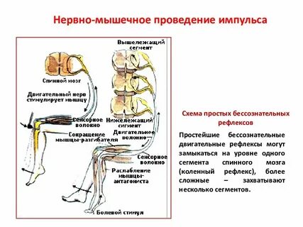 Нервно двигательная система
