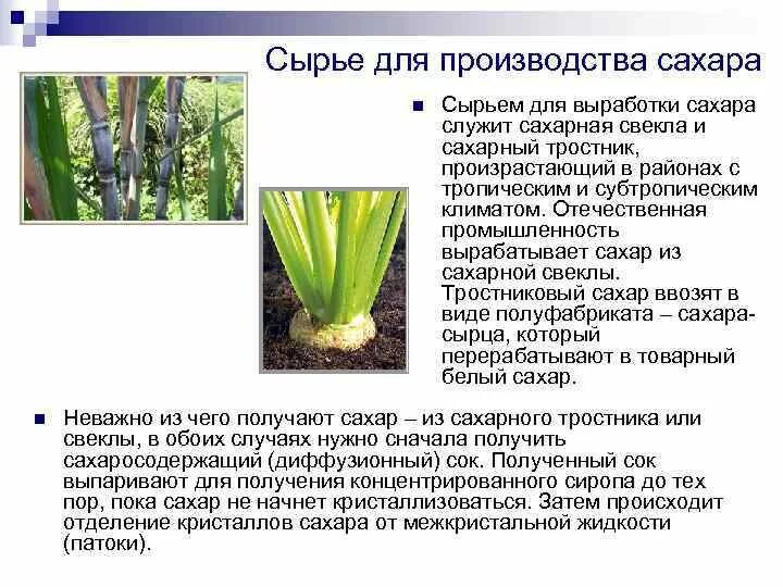 Растения для производства сахара. Сахарный тростник и сахарная свекла. Какие растения использую люди для производства сахара. Сообщение о производстве сахара.