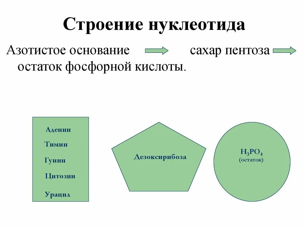 В состав нуклеотида входит азотистое основание. Строение нуклеотида азотистое основание. Строение нуклеотида. Структура нуклеотида азотистое основание. Виды нуклеотидов.