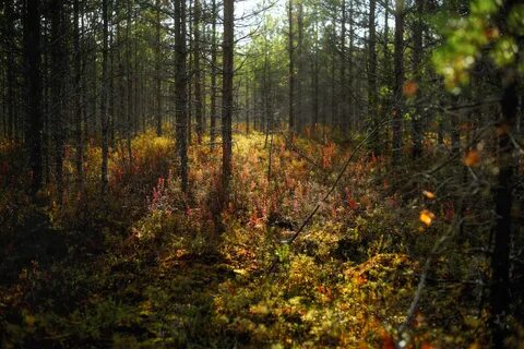 Лесное архангельск