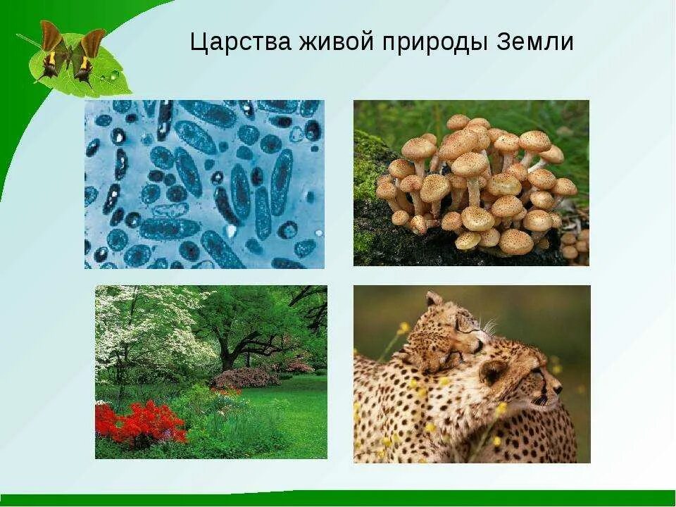 Все живые организмы делятся на 4 царства. Царства живой природы 2 класс окружающий мир. Четыре царства живой природы. Биология 5 кл царство живой природы. Царства живой природы схема.