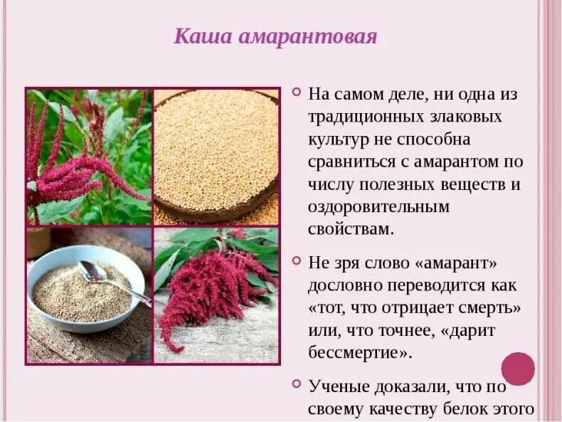 Амарант сорт ацтек. Амарант растение. Лечебные травы амарант. Амарант растение для еды. Амарант растения из семейства.