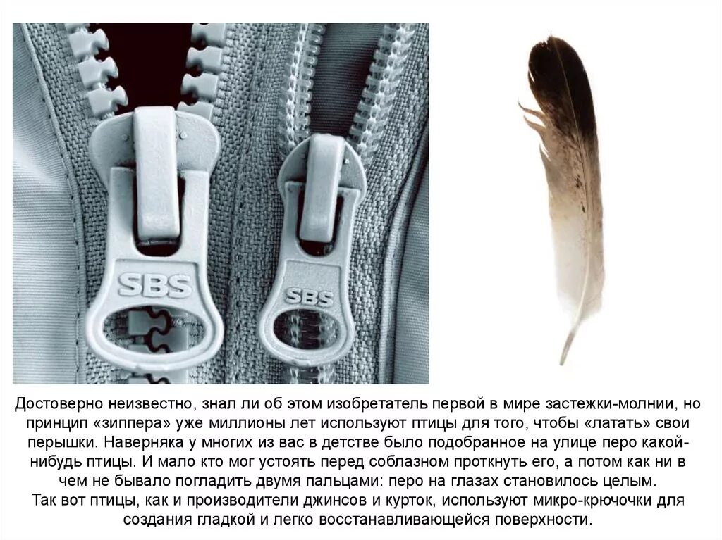 Застежка молния Бионика. Изобретена застежка-молния. Застежка молния и перо птицы. Застежка липучка Бионика. Неведомо знать