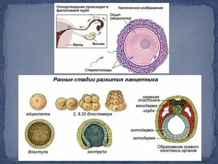 Создание яйцеклеток