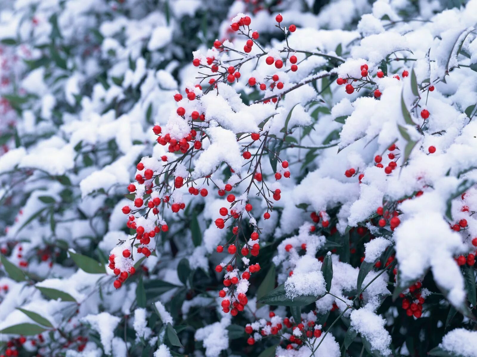 Первая неделя января. Природа зимой. Красивая зима. Декабрь природа. Зима картинки.