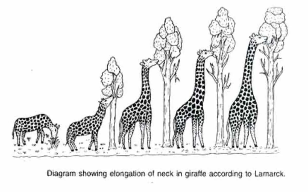 Ламарк теория эволюции Жираф. Эволюция жирафа Ламарк. Теория Ламарка Жирафы.