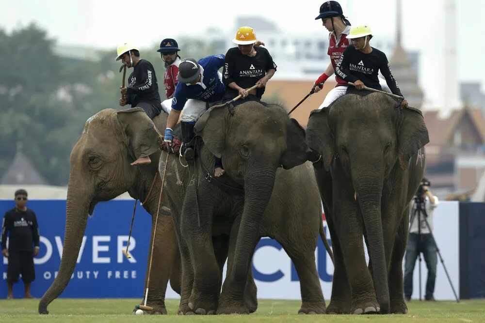 Футбол на слонах. Поло на слонах в индии. Elephant polo. Elephant polo. Слон спорт.