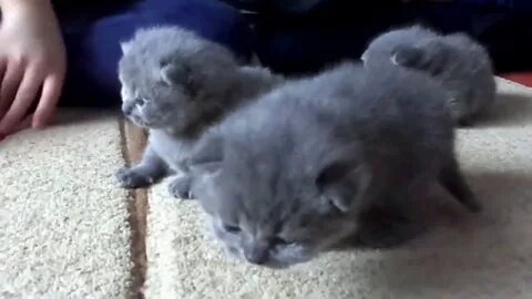 Сильные котята 2