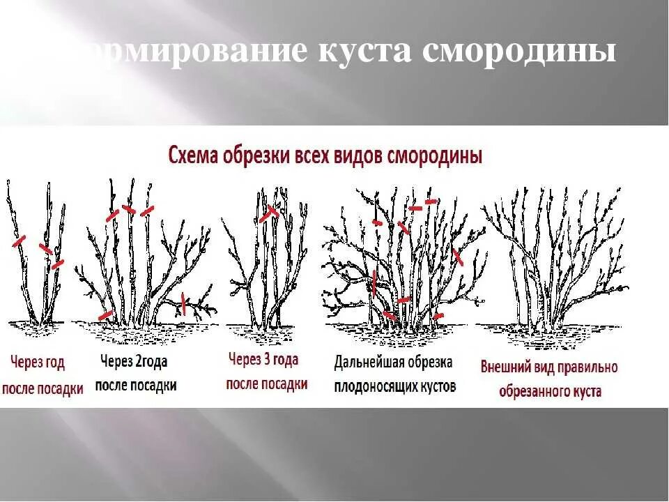 Как подрезать смородину весной. Схема обрезки черной смородины. Схема обрезки смородины осенью осенью. Схема обрезки черной смородины весной. Обрезать смородину осенью схема.