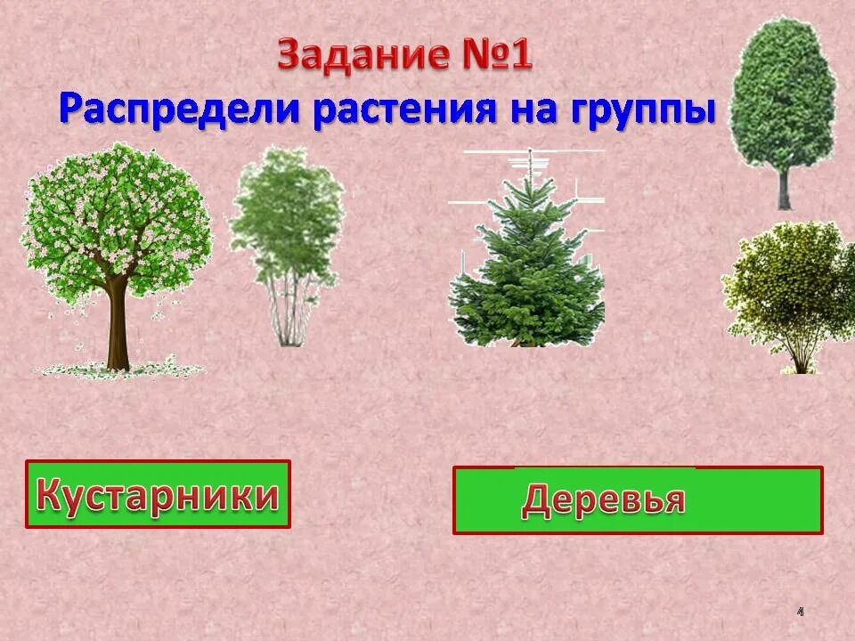 Как отличить кусты