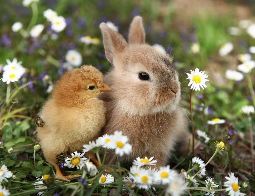 Spring animals