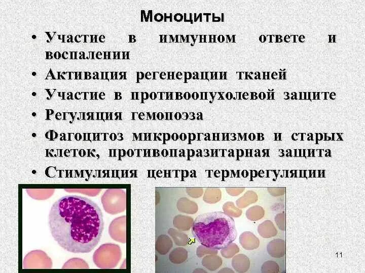 Пролиферация моноцитов. Характерное строение моноцитов. функции клетки моноцит. моноциты физиология.
