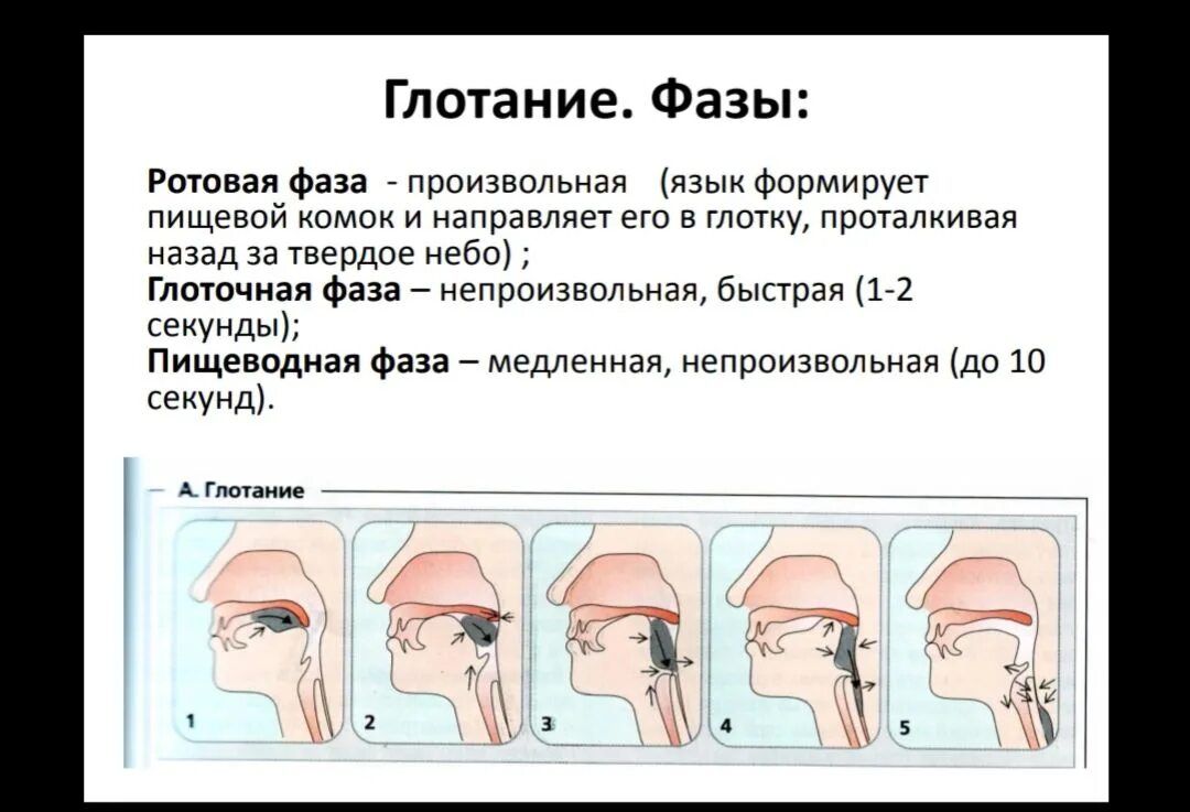 Фазы глотания. Схема глотания. Фазы жевания и глотания. Когда держишь пост можно ли глотать слюну