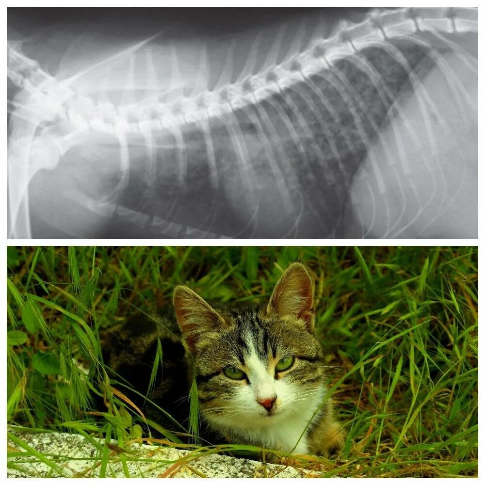 У кошки увеличены. Туберкулёз у кошек симптомы.