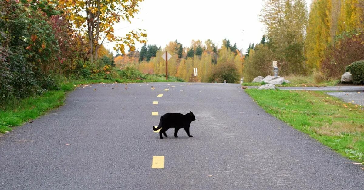 Как коты находят дорогу. Черный кот перебегает дорогу.