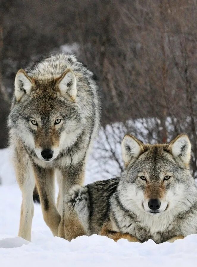 Видеоклипы с волками. Легенда о волках. Волка видео 2. Волк видео. Волк.