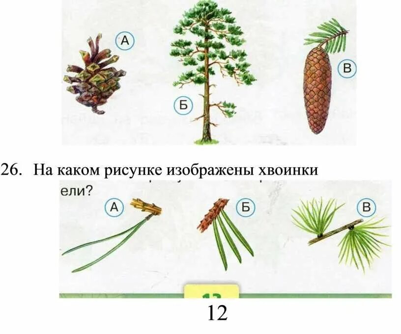 Какие отношения складываются между сосной и шиповником. Шишка ель сосна лиственница. Сосна веточки хвоинки шишки. Ель сосна лиственница иголки. Что такое хвоинки 1 класс окружающий мир.