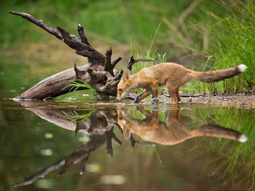 Wildlife photos. Природа и животные. Дикая природа. Природа России животные. Редкие кадры животных в природе.