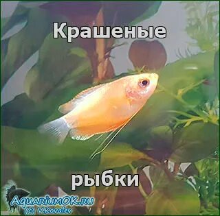 Почему рыба теряет цвет