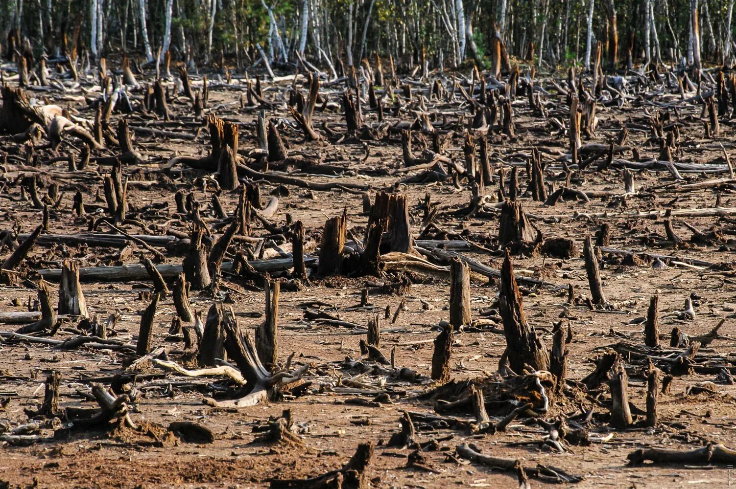 Лес гибнет. Нигерия обезлесение.