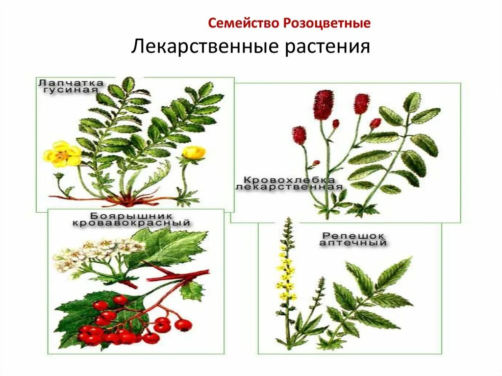 Розоцветные растения список. Семейство розоцветные лекарственные. розоцветные лекарственные растения. лекарственные покрытосеменные растения. розоцветные представители лекарственные.