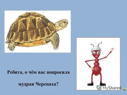 Мудрая черепаха интересуется