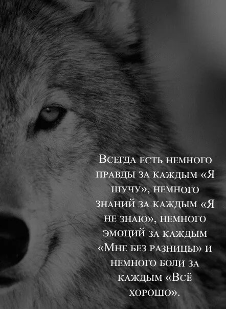 Волк одиночка. Волк одиночка даже в душе одинок. Если волк молчит лучше его не перебивать. Фото одинокий волк мужик.
