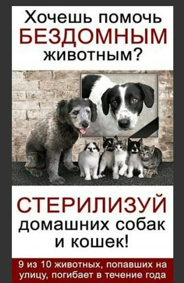 Хочу помочь россии. Бездомные животные. Стерилизация бездомных животных. Листовки в защиту бездомных животных. Стерилизуй домашних животных.
