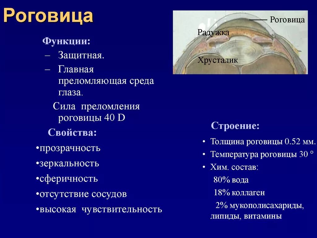 Оболочки глаза человека таблица. Роговица строение и функции. Послойное строение роговицы. Роговица глаза выполняет функцию. Оболочки глаза структура и функции.