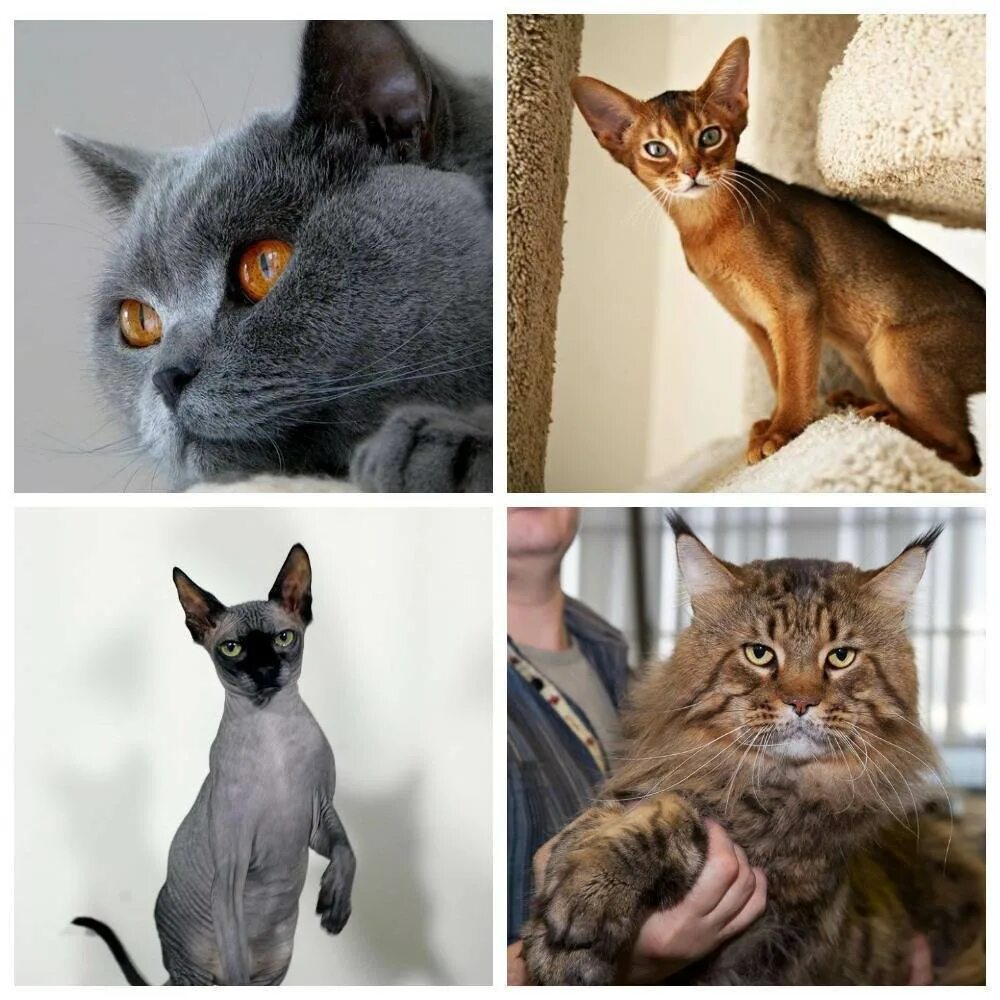 Какую кошку можно. Самые неприхотливые кошки. Самые распространенные кошачьи породы. Порода кошек похожая на человека. Самые популярные породы котов в России.