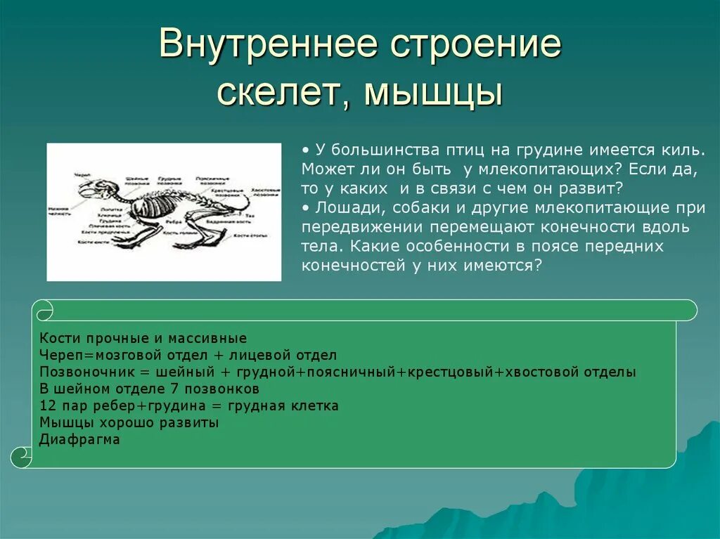 Скелет птицы и млекопитающего. Особенности строения грудной клетки у птиц. Киль грудной кости у птицы. Строение птиц и млекопитающих.