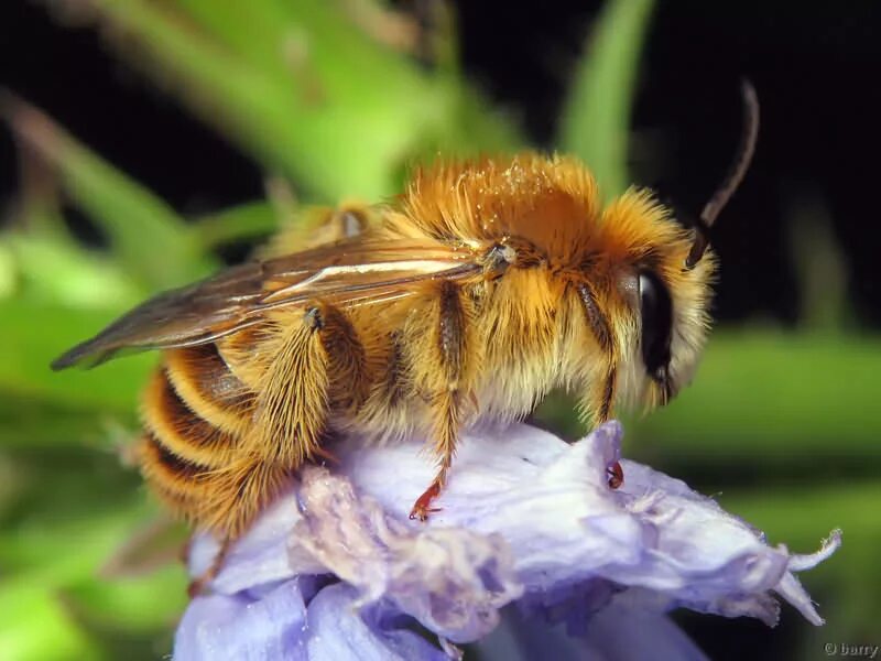 Шмель Моховой Bombus muscorum. Шмель Моховой – Bombus muscorum (Fabricius, 1775).. Шмель Шренка – Bombus schrencki. Bombus pratorum-Шмель Луговой.