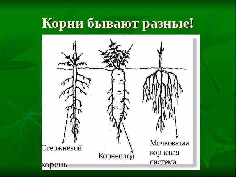 Корни растения бывают. Корневые системы растений. Корни разных растений. Какие бывают корни у растений. Какие бывают корневые системы.