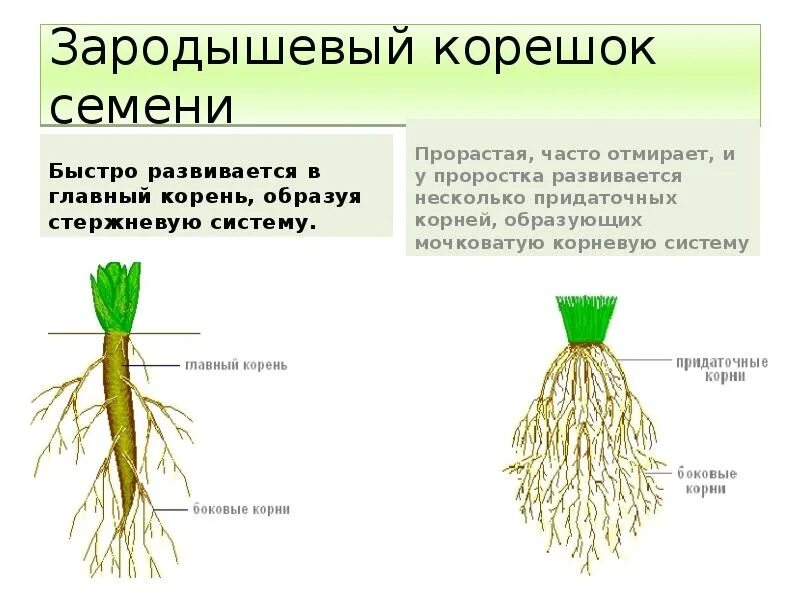 Зародышевый корешок образуется из. Зародышевый корешок образуется из