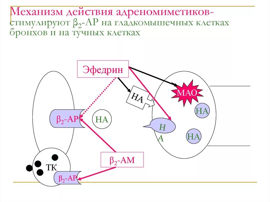 Механизм альфа адреномиметиков. Механизм действия в2 адреномиметиков. Механизм действия бета 2 адреномиметиков. Адреномиметики при бронхиальной астме механизм. Бета 2 адренорецепторы механизм.