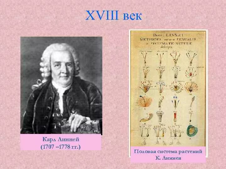 Линней является автором первого эволюционного учения. Изобретения линнея. карл линней эволюционная теория. система линнея. теория карла линнея.